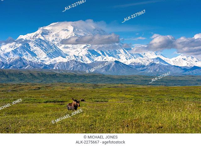 Composite, A Bull Moose In Velvet Is Standing On The Tundra On A Sunny Summer Morning With Mount Mckinley And The Muldrow Glacier In The Background
