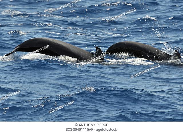 Short-finned Pilot Whale Globicephala macrorhynchus Azores, North Atlantic Taken 2008