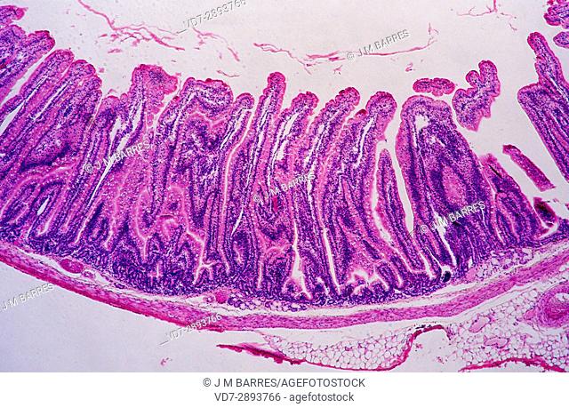 Cross section of intestine with villi. Optical microscopoe. Magnification X40