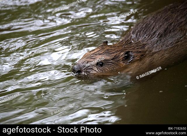 European beaver (Castor fiber), swimming in the water, Fulda, Hesse, Germany, Europe