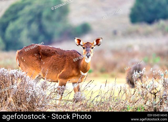 female of endemic very rare Mountain nyala, Tragelaphus buxtoni, big antelope in Bale mountain National Park, Ethiopia, Africa wildlife