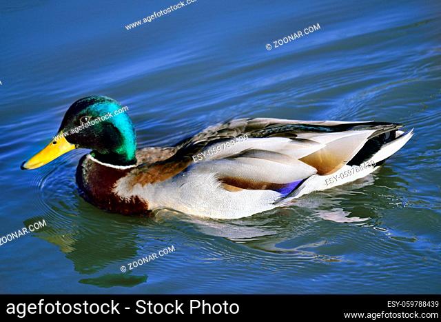 Mallard - Anas platyrhynchos male swimming on the lake