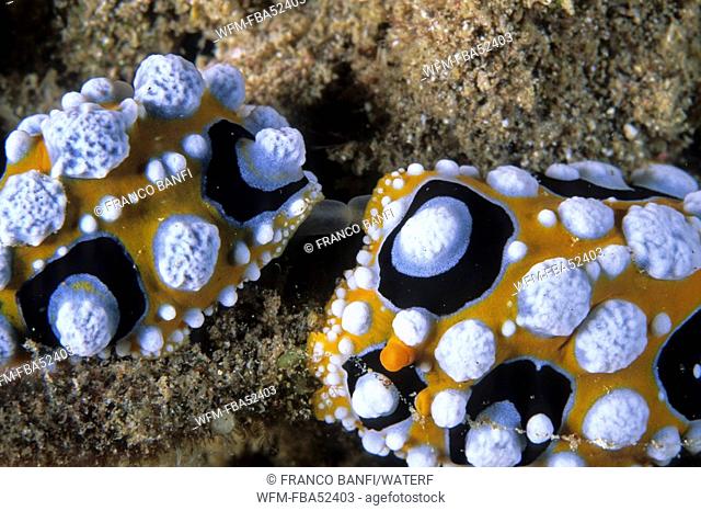 Mating Nudibranch, Phyllidia ocellata, Lembeh Strait, Sulawesi, Indonesia