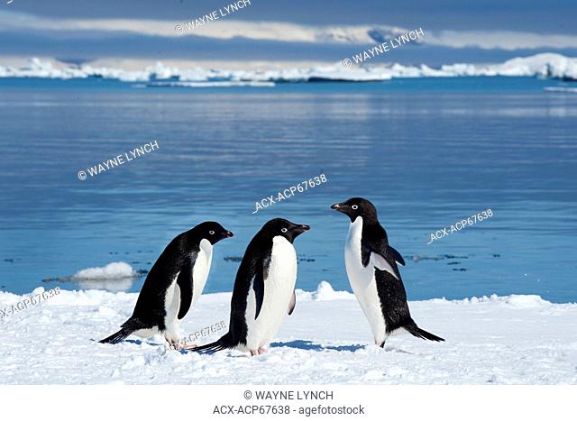 Adelie penguins (Pygoscelis adeliae) loafing by the ice edge, Petrel island, Antarctic Peninsula