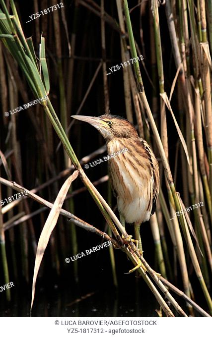 Chick of little bittern on a cane - ixobrychus minutus - Italy