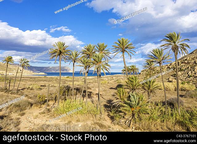 Palms at the beach El Playazo. Aerial view. Drone shot. Nature Reserve Cabo de Gata-Nijar, Almeria province, Andalusia, Spain