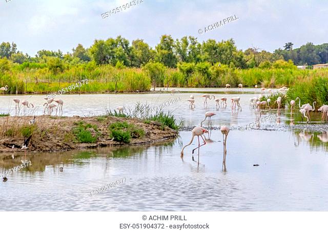 riparian scenery including lots of flamingos around the Regional Nature Park of the Camargue in Southern France
