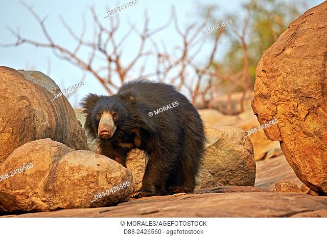 Asia, India, Karnataka, Sandur Mountain Range, Sloth bear Melursus ursinus,