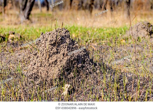 Clod of earth called molehill, caused by a mole