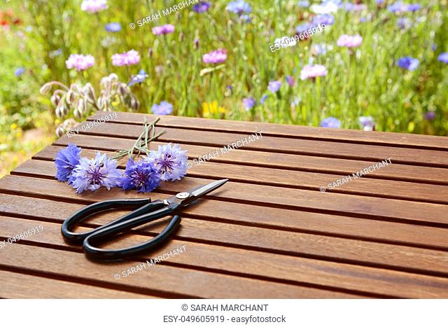 Florist scissors lie next to cut blue cornflowers on a slatted wooden table in a flower garden - with copy space