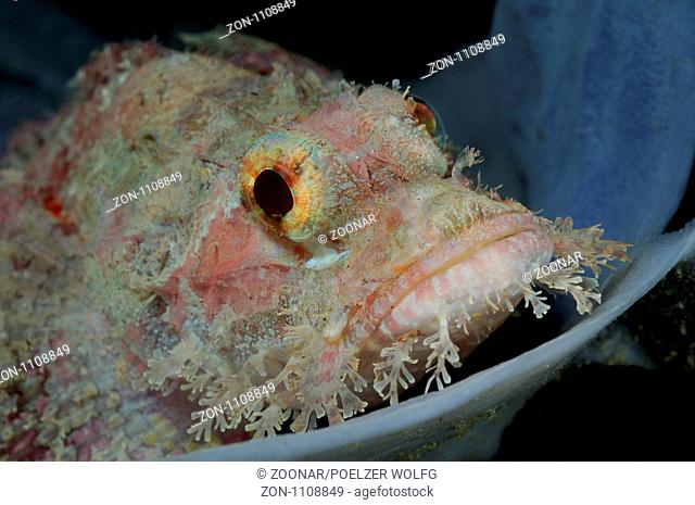 tassled scorpionfish