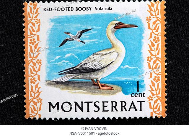 Red-footed Booby Sula sula, postage stamp, Montserrat
