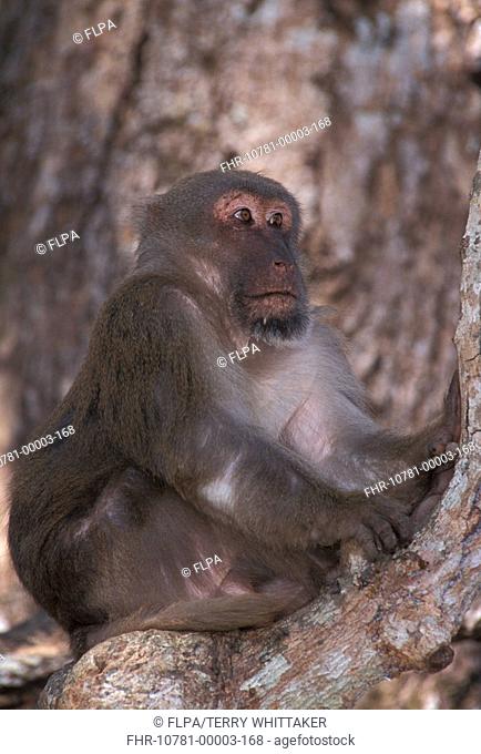 Assamese Macaque Macaca assamensis Adult male in tree - Close-up - Mae Sai, Thailand S