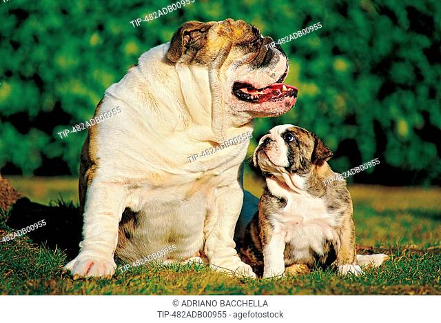 Bulldog portraits - puppies