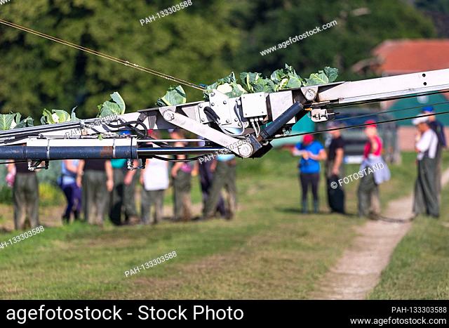 Markendorf, Germany June 23, 2020: Symbolic images - 2020 Cauliflower harvest in a field of the Biewener vegetable farm. In the picture: In the foreground the...