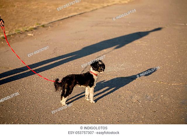 Black and white Chinese Crected Dog puppy on a leash