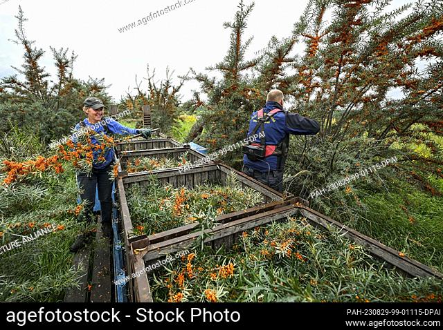 29 August 2023, Brandenburg, Werder (Havel): During the sea buckthorn harvest, the orange berries are cut from the bushes on the land of Christine Berger GmbH &...