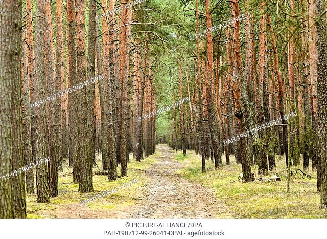 08 July 2019, Brandenburg, Beelitz: Pines grow in a forest near Beelitz. Photo: Jens Kalaene/dpa-Zentralbild/ZB. - Beelitz/Brandenburg/Germany