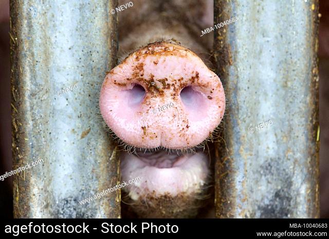 Nose of a pig behind bars