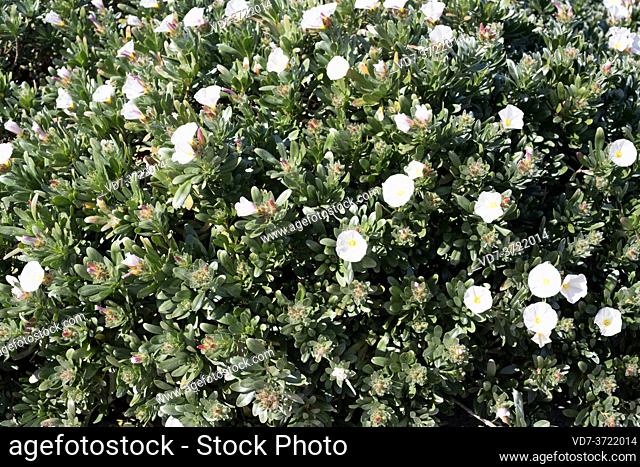 Silverbush (Convolvulus cneorum) is a shrub native to coastal regions of Spain, Croatia and Italy
