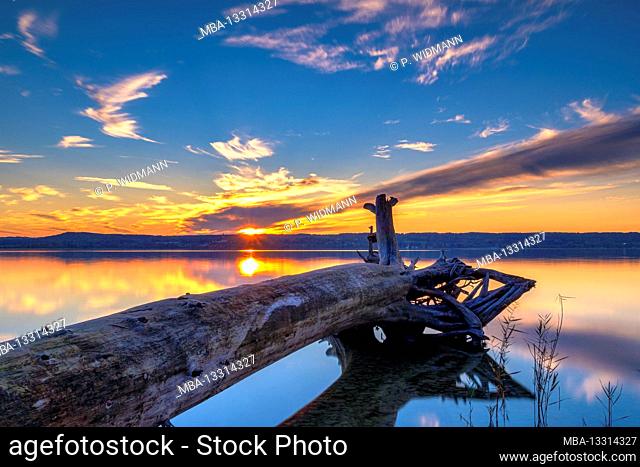 Tree trunk lies on the shore, sunset at Ammersee, Fünfseenland, Upper Bavaria, Bavaria, Germany, Europe