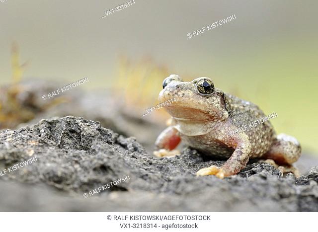 Common Midwife Toad / Geburtshelferkroete ( Alytes obstetricans ), sitting on rocks of an old quarry, frontal side view, detailed shot, Europe