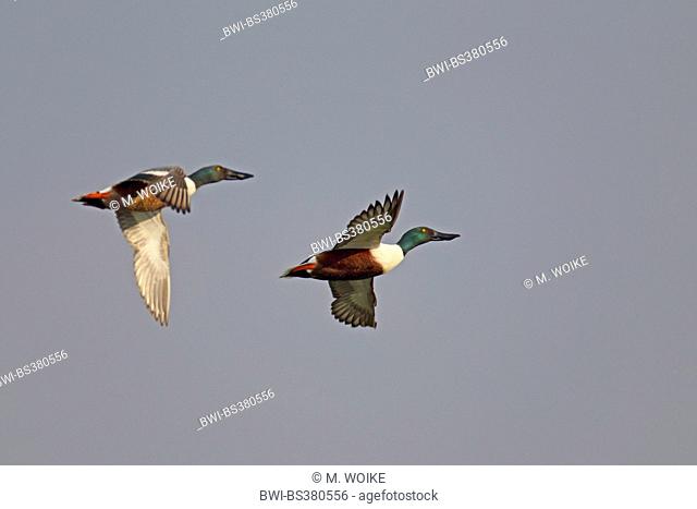 northern shoveller (Anas clypeata), two flying males, Netherlands, Utrecht