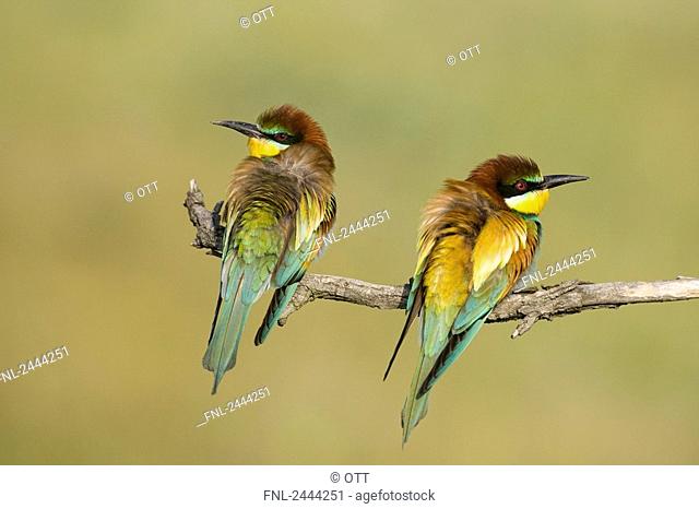 Close-up of two European Bee-eaters Merops apiaster perching on branch, Hungary