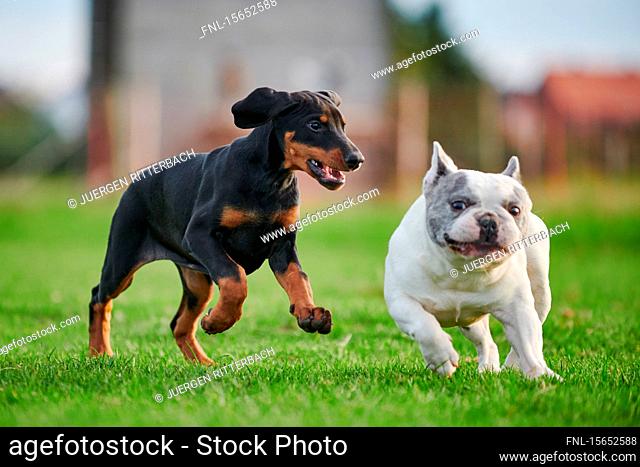 Doberman puppy and french bulldog running over meadow