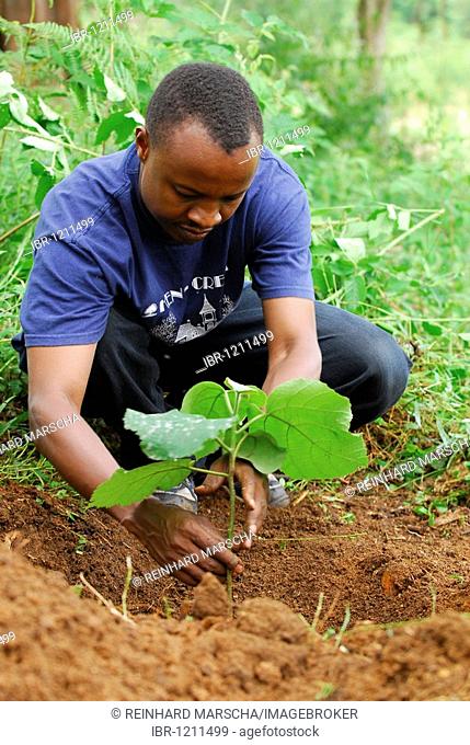 Man planting a tree, reforestation of the rainforest on the Irente farm in the Usambara Mountains, Tanzania, Africa