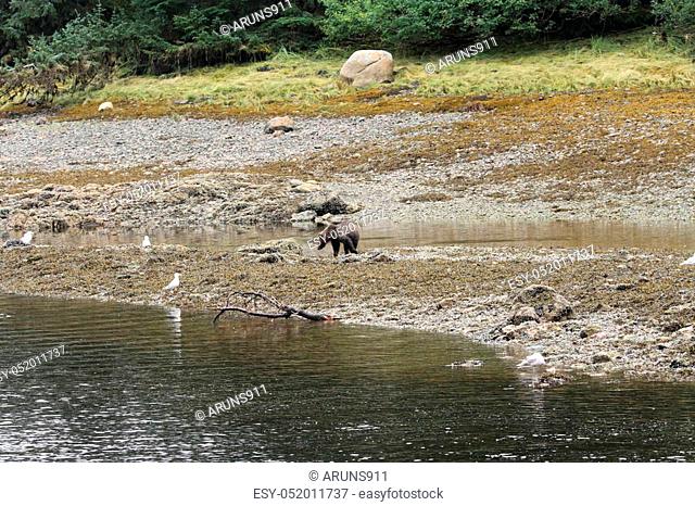 Bear viewing in Pavlov lake and pack creek, alaska