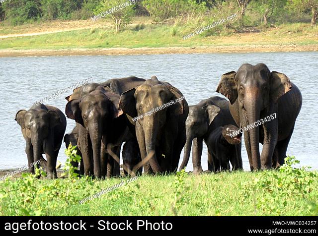 Herd after a bath in the reservoir. The Sri Lankan elephant is one of three recognized subspecies of the Asian elephant, and native to Sri Lanka