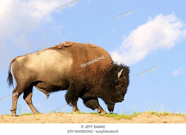Iconic American Buffalo
