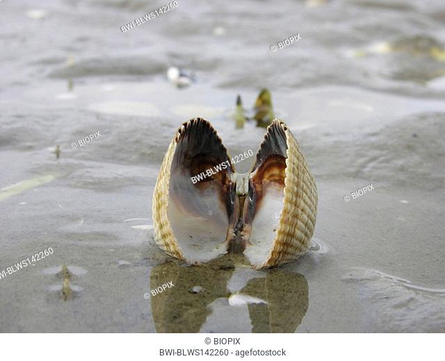 common cockle, common European cockle, edible cockle Cerastoderma edule, Cardium edule, on the beach at low tide