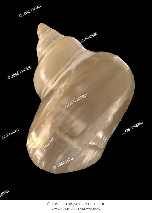 Seashell of Turbo brunneus pearly, Malacology collection, Spain, Europe