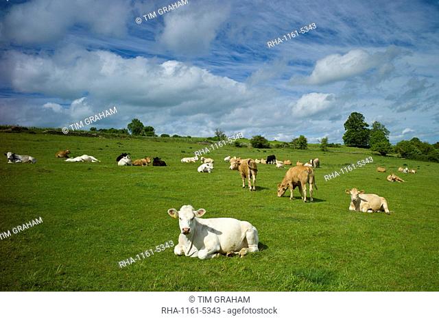 Herd of cattle in meadow, The Cotswolds, Oxfordshire, UK