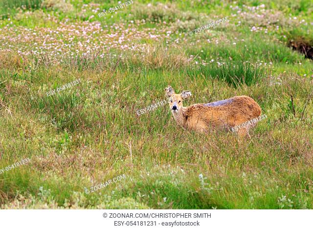 chinese water deer (Hydropotes inermis) in the UK