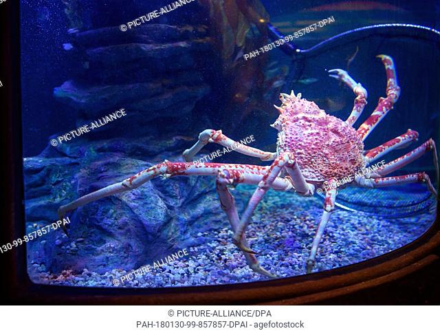 Japanese spider crab Lars walking through a tank in the special exhibition ""Kingdom of crabs"" in the Sea Life aquarium in Berlin, Germany, 30 January 2018