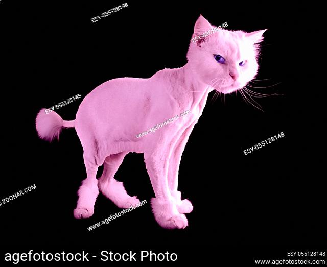 Pink funny groomed cat with a short haircut and wiht tassel tail isolated on a black background. Copy space
