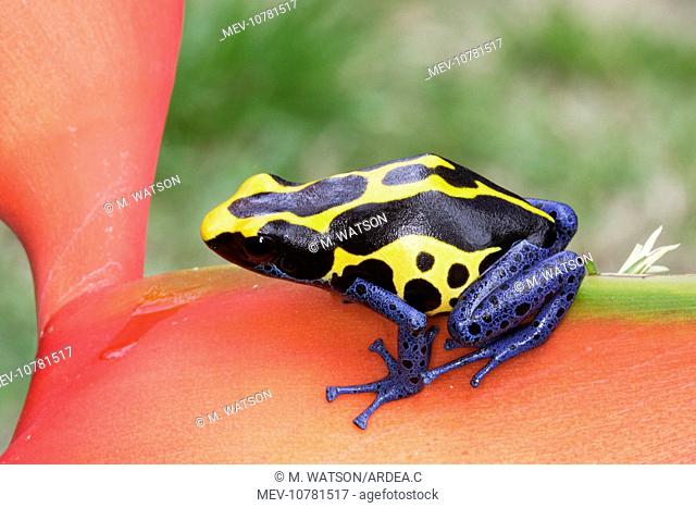 Blue and Yellow Poison Arrow / Dart Frog (Dendrobates tinctorius)