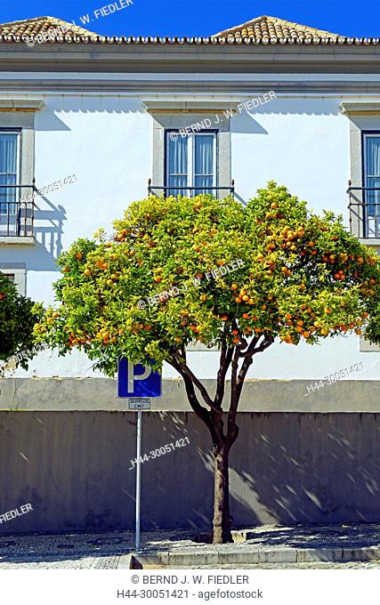Administrative building, orange tree, Faro Portugal