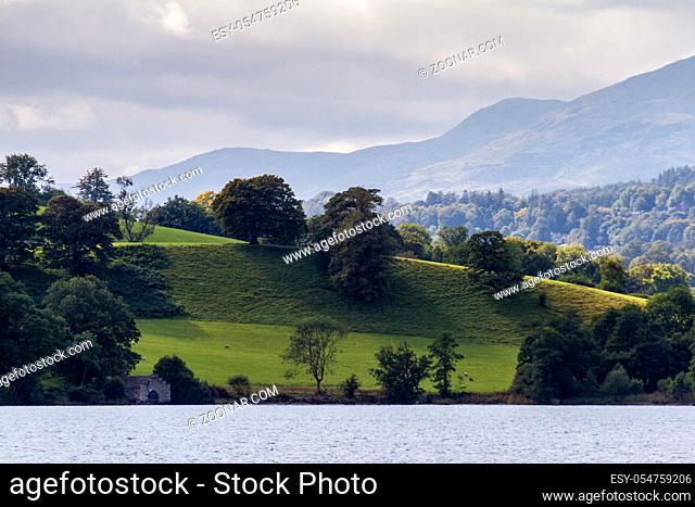 Pasture with grazing sheep near Lake Windermere, Cumbria in England, shot during a boat trip on the lake