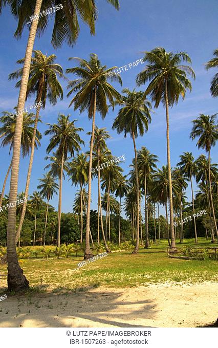 Coconut palm trees, beach, Long Beach, Koh Chang Island, Thailand, Asia
