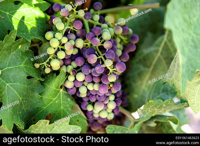 Detail of fresh fruit in a vineyard, wine culture