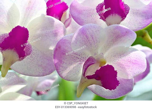 Dendrobium orchid hybrids is white and pink