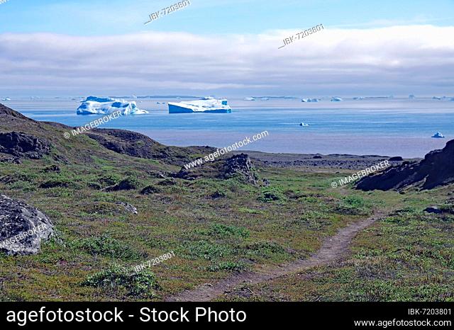 Hiking trail in green, arctic landscape, wide bay with icebergs and red traces of volcanic rock, Disko Island, Qeqertarsuaq, Arctic, Greenland, Denmark