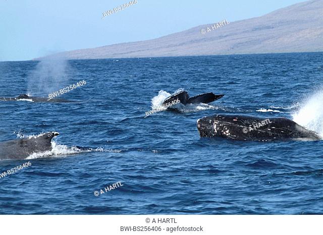 humpback whale Megaptera novaeangliae, emerging and submerging individuals, USA, Hawaii, Maui