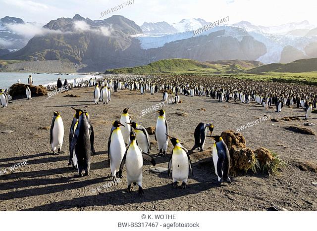 king penguin (Aptenodytes patagonicus), panoramic view over large breeding colony at the beach in front of looming mountain, Suedgeorgien, Salisbury Plains