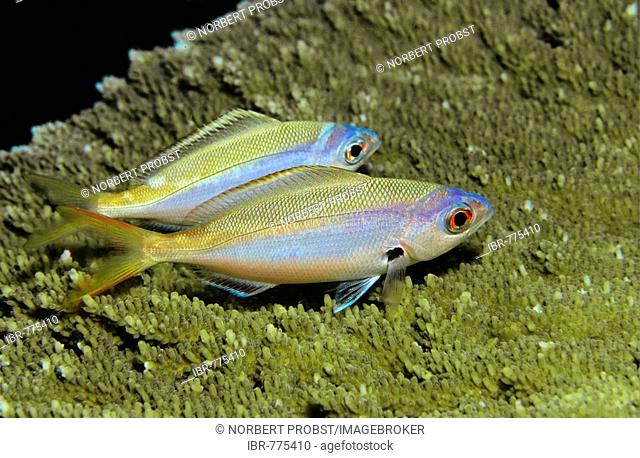 Yellow and Blueback Fusilier (Caesio teres) resting at night, Oman, Middle East, Indian Ocean