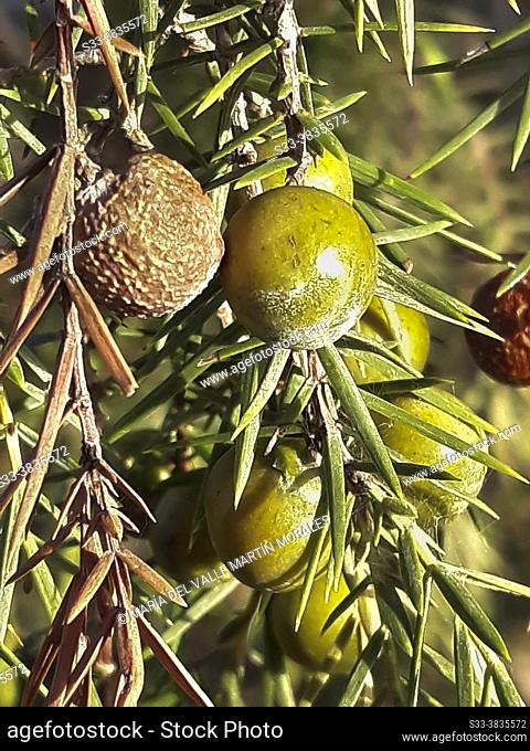 Juniperus oxycedrus L